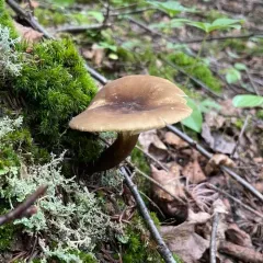 Lactifluus gerardii thumbnail 3