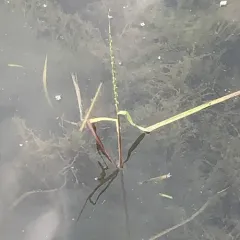 northern wild rice thumbnail 2