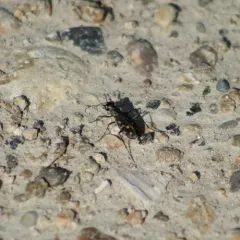 Wetsalts Tiger Beetle thumbnail 4