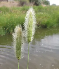 rabbitfoot grass thumbnail 3