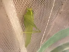 Modest Katydid thumbnail 1