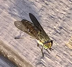 Striped Horse Fly thumbnail 2