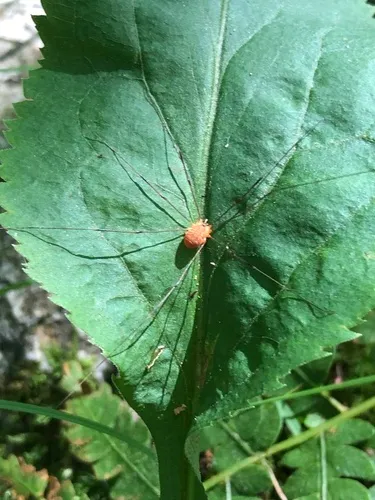 Leiobunum bracchiolum