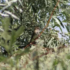Willow Flycatcher thumbnail 4