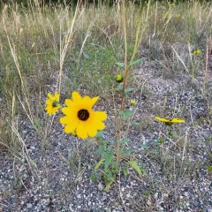 prairie sunflower thumbnail 3