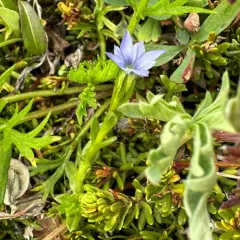 pygmy gentian thumbnail 4