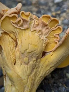 Cantharellus flavolateritius thumbnail 3
