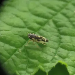 Evacanthus grandipes thumbnail 4