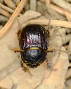 Stout Earth-boring Scarab Beetle thumbnail 3