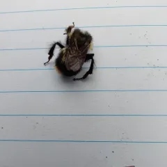 Sitka Bumble Bee thumbnail 4