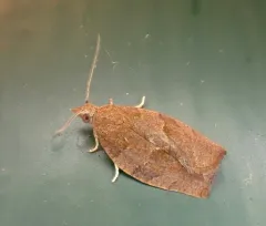 Dark Fruit-tree Tortrix thumbnail 4