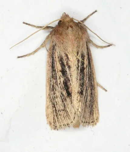 Tufted Sedge Moth