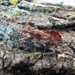 Acholla multispinosa thumbnail 3