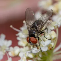 Strongygaster triangulifera thumbnail 4