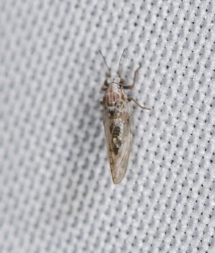 Trioza obtusa