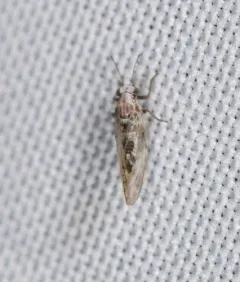 Trioza obtusa thumbnail 1
