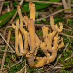meadow coral fungus thumbnail 4
