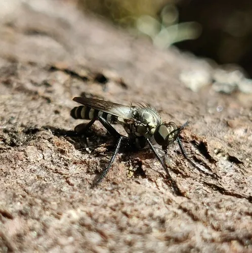 Coleomyia setigera