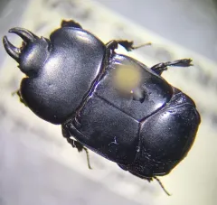 Hololepta aequalis thumbnail 4