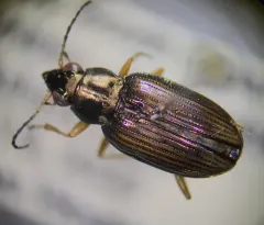 Confused Riverbank Ground Beetle thumbnail 4