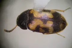 Mycetophagus serrulatus thumbnail 3