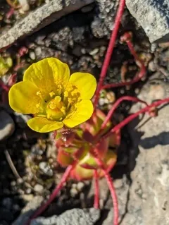 Spider Saxifrage thumbnail 4