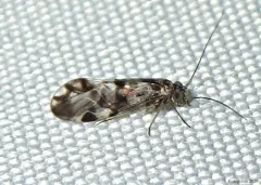 Ptycta polluta thumbnail 3