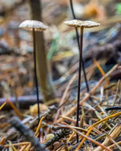 horsehair fungus thumbnail 2