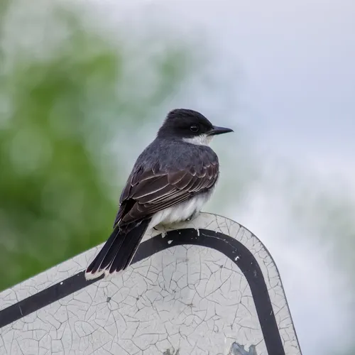 Eastern Kingbird