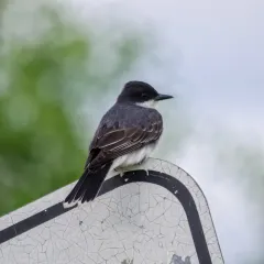 Eastern Kingbird thumbnail 1
