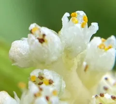 Hazel Dodder thumbnail 4