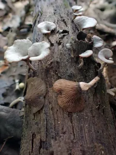 Resupinatus dealbatus thumbnail 3