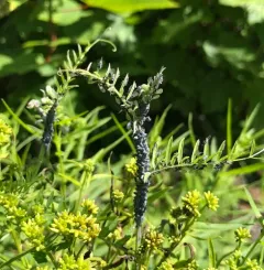 Tufted Vetch Aphid thumbnail 3