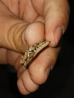 Melanoplus trinitense thumbnail 1