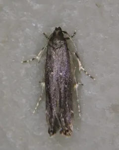 Gray Perimede Moth thumbnail 2