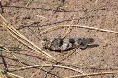 Caerulean-winged Grasshopper thumbnail 3
