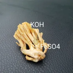 Ramaria calvodistalis thumbnail 1