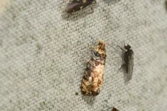 Paralobesia blandula thumbnail 2