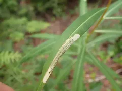 Little Cosmet thumbnail 4