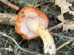 Limacella glioderma thumbnail 3