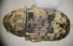 Smut Fungus Weevil thumbnail 4