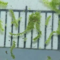Micheli's Least Pouncewort thumbnail 2