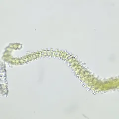 Hoary Fringe-moss thumbnail 3