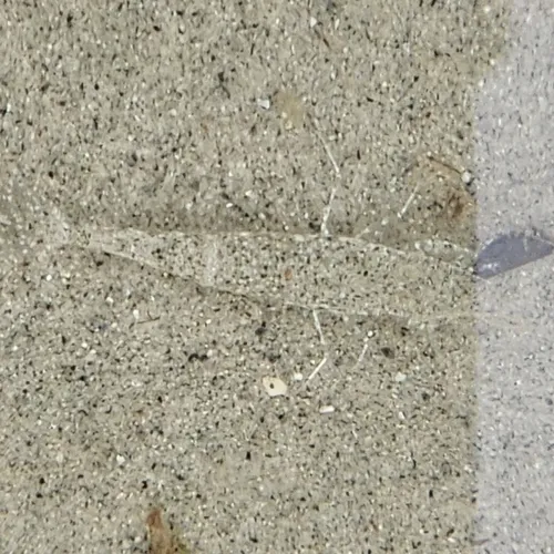 Sand Shrimp
