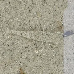 Sand Shrimp thumbnail 1