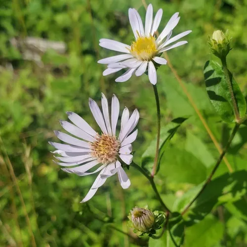 rough wood aster