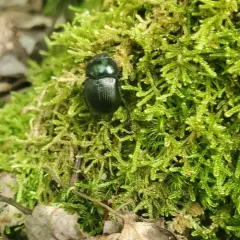 Baly's Earth-boring Beetle thumbnail 2