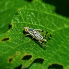 Red-tailed Thistle Fly thumbnail 2