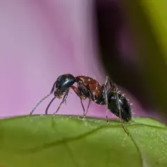 New York Carpenter Ant thumbnail 3