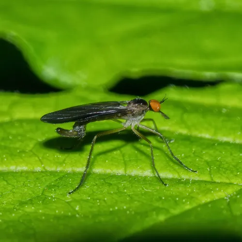 Long-tailed Dance Fly